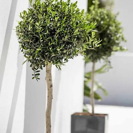 Anthos Kerasia * Геннади